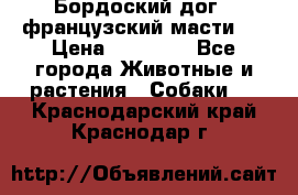 Бордоский дог ( французский масти)  › Цена ­ 50 000 - Все города Животные и растения » Собаки   . Краснодарский край,Краснодар г.